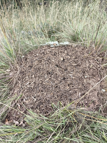 Black-backed meadow ant