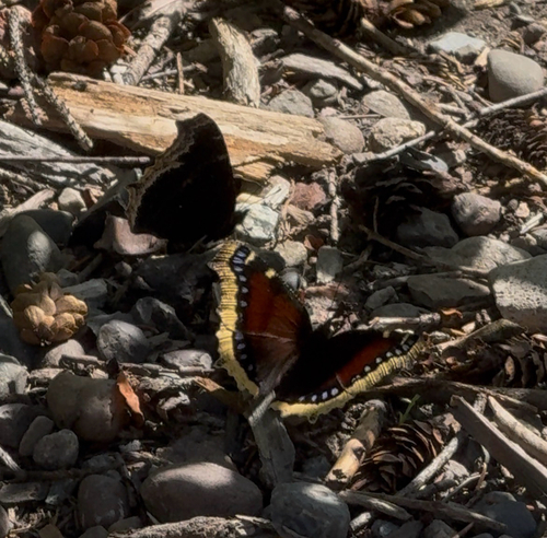 Mourning Cloak