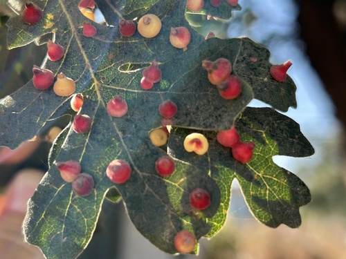 Red Cone Gall Wasp