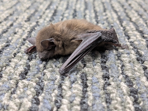 Evening Bat observed by scottsimmons