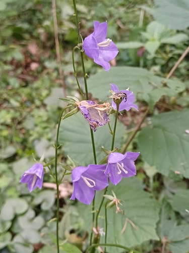 Peach-leaved Bellflower
