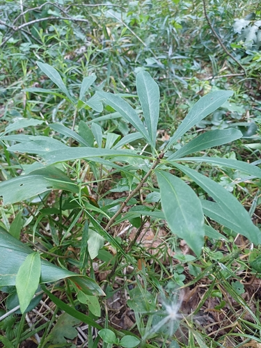 Mezereon