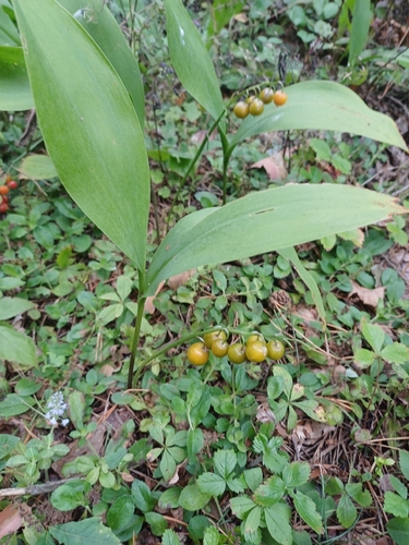 European lily of the valley