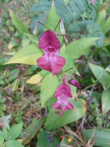 Himalayan balsam