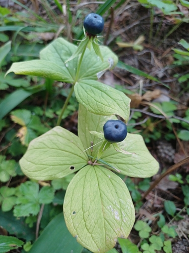 Herb Paris