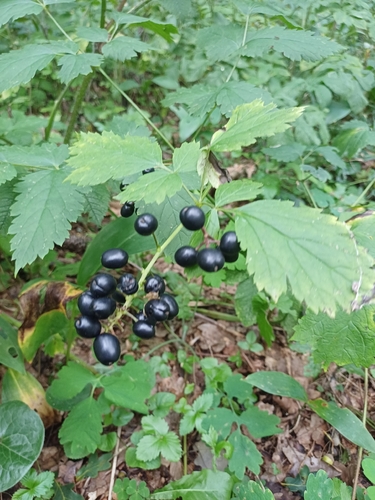 Eurasian baneberry