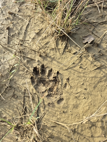 European Badger