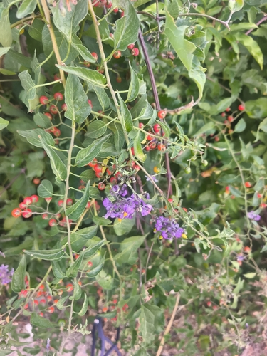 bittersweet nightshade
