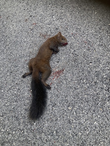 Eurasian Red Squirrel