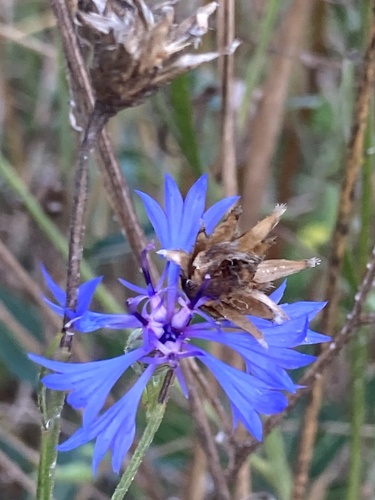 Cornflower