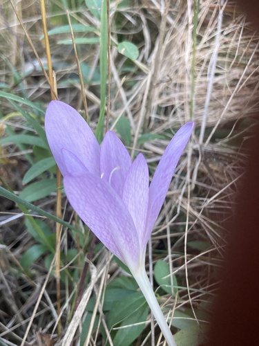 Portuguese colchicum