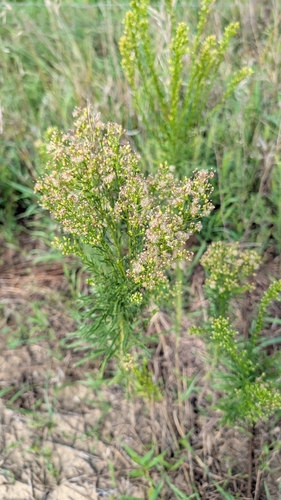 horseweed