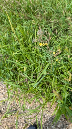 prickly lettuce