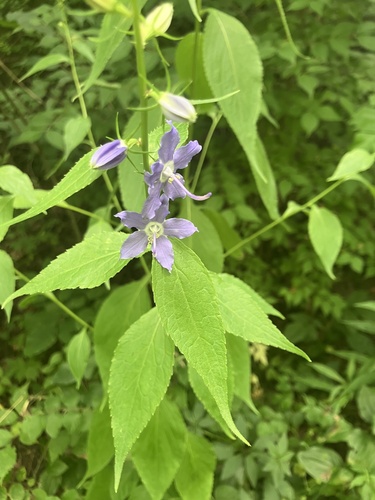 tall bellflower