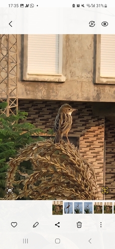 Zitting Cisticola
