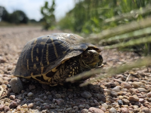 Ornate Box Turtle