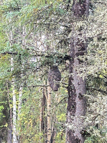 Great Horned Owl