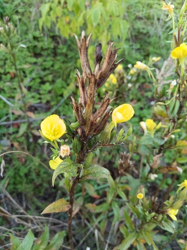 Red-stalked evening primrose