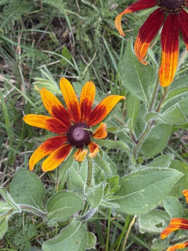 black-eyed Susan