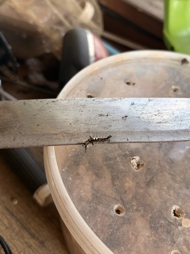 Rusty Tussock Moth