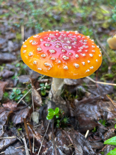 Fly Agaric