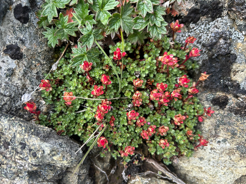 Purple Saxifrage