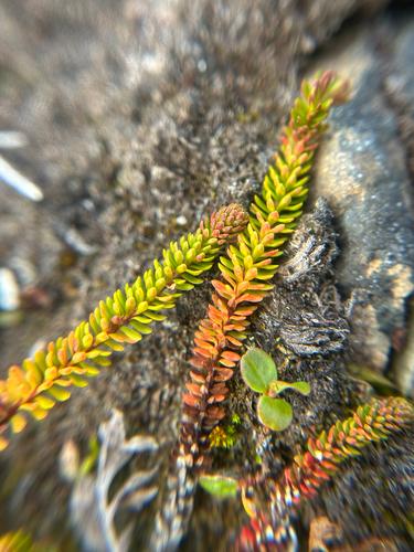 Moss Heather