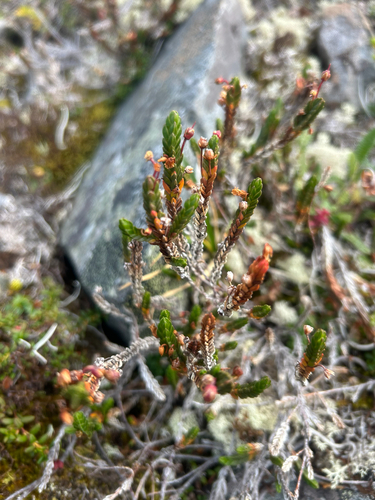Arctic bell-heather