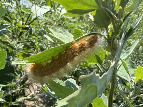 Salt Marsh Moth