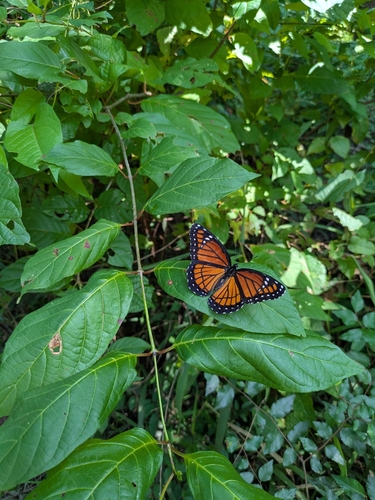 Viceroy