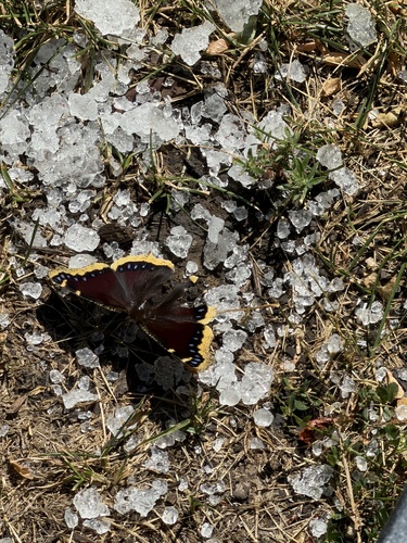 Mourning Cloak