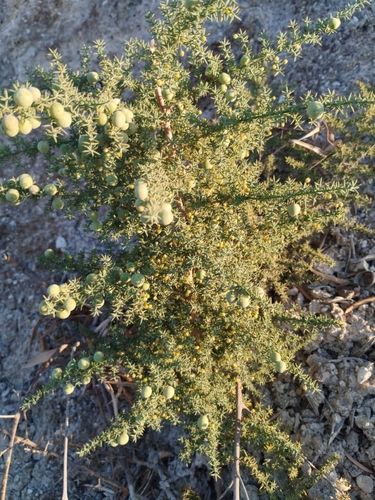 Spiny Asparagus