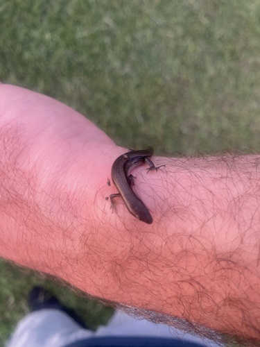 Little Brown Skink