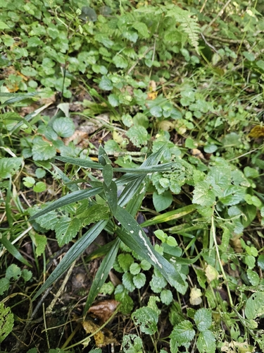 greater stitchwort