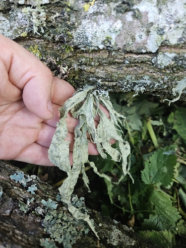 Cartilage Lichen
