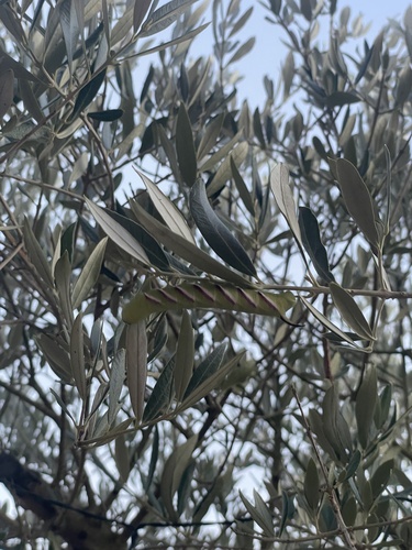 Privet Hawkmoth