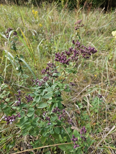 Oregano