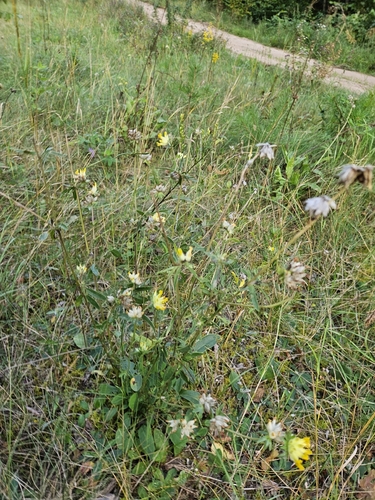 Common Kidney-Vetch