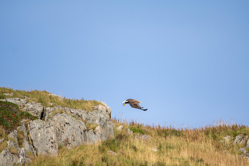 White-tailed Eagle
