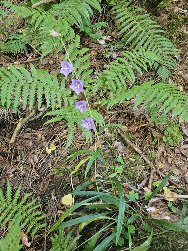 Peach-leaved Bellflower