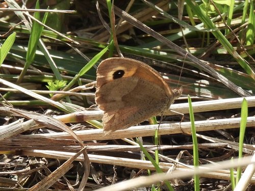 Meadow Brown