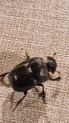 Copris lunaris