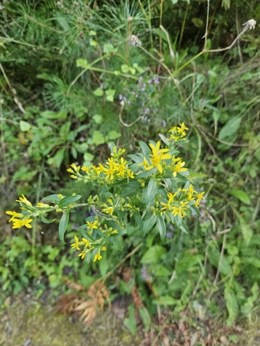 European goldenrod