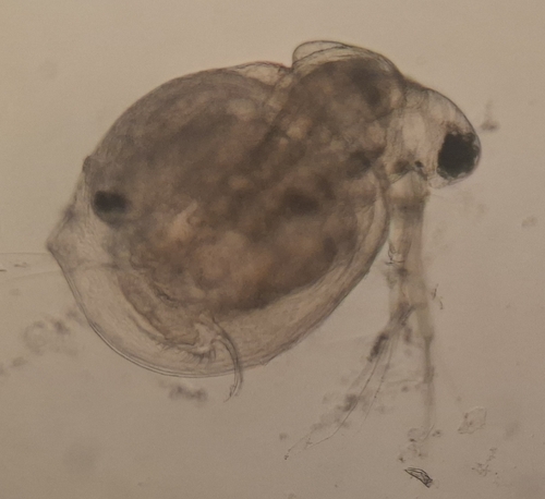 Ceriodaphnia pulchella