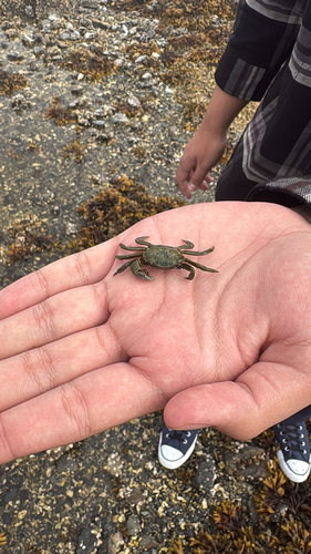 Purple Shore Crab