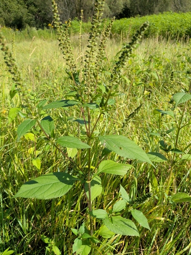 giant ragweed
