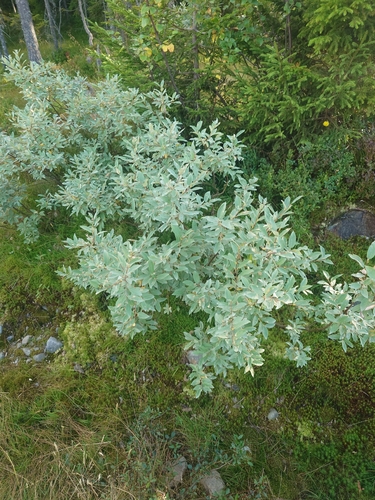Downy Willow