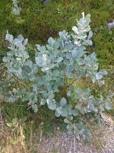 Woolly Willow