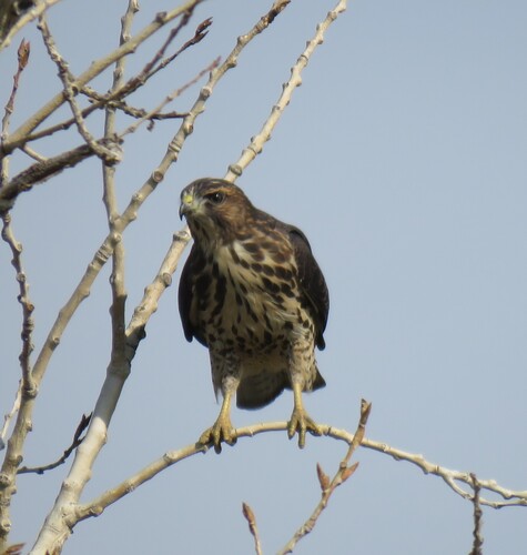 Broad-winged Hawk