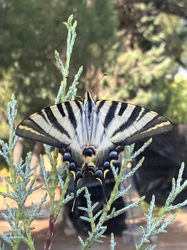 Iberian Scarce Swallowtail